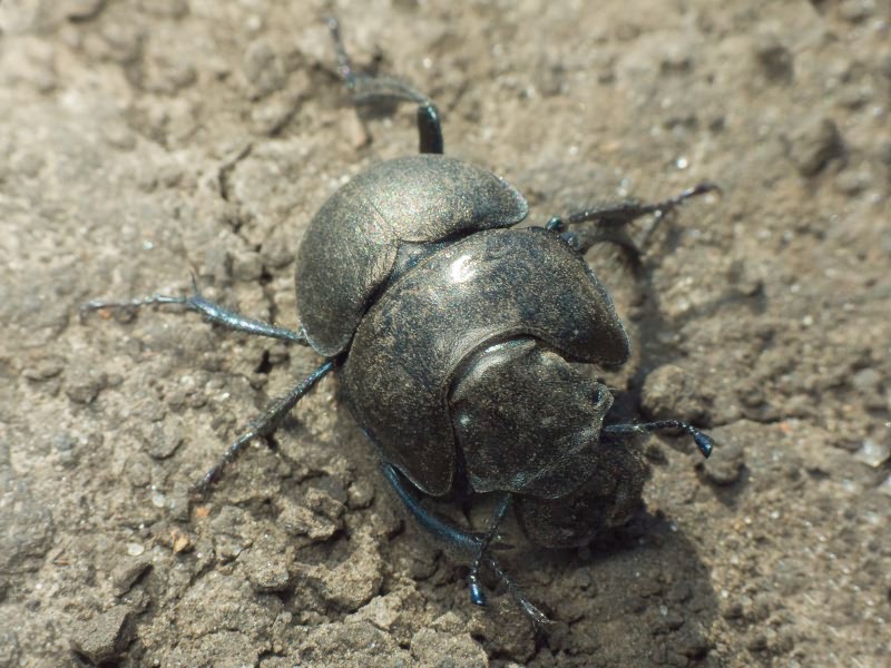Coleoptera Linnaeus, 1758